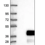 Merck Anti-LURAP1 antibody produced in rabbit