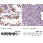 Merck Anti-SPATA17 antibody produced in rabbit