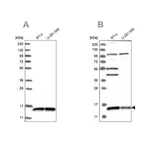 Merck Anti-FAM136A antibody produced in rabbit