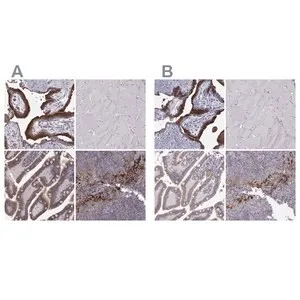 Merck Anti-ERO1A antibody produced in rabbit