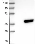 Merck Anti-RWDD2A antibody produced in rabbit