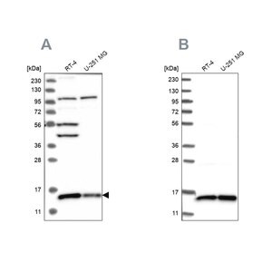 Merck Anti-FAM136A antibody produced in rabbit