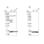 Merck Anti-FAM136A antibody produced in rabbit