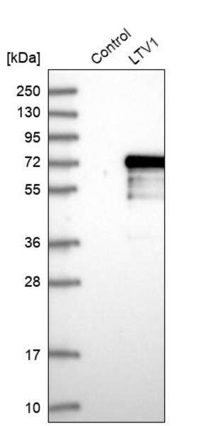 Merck Anti-LTV1 antibody produced in rabbit