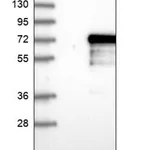 Merck Anti-LTV1 antibody produced in rabbit