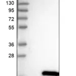 Merck Anti-TUSC2 antibody produced in rabbit