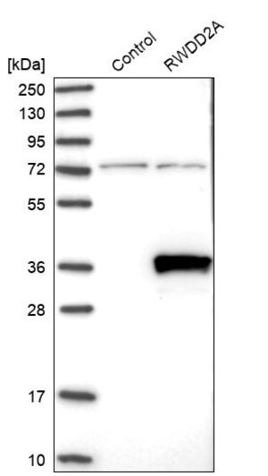 Merck Anti-RWDD2A antibody produced in rabbit