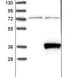 Merck Anti-RWDD2A antibody produced in rabbit