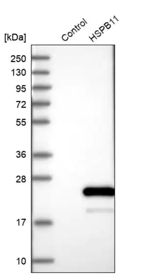 Merck Anti-HSPB11 antibody produced in rabbit