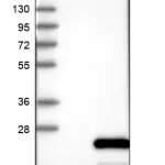 Merck Anti-HSPB11 antibody produced in rabbit