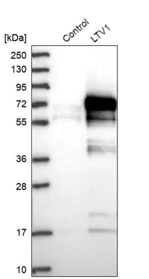 Merck Anti-LTV1 antibody produced in rabbit