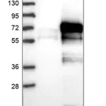 Merck Anti-LTV1 antibody produced in rabbit