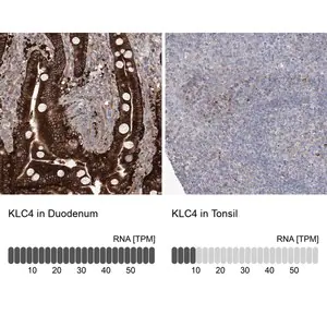 Merck Anti-KLC4 antibody produced in rabbit