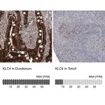 Merck Anti-KLC4 antibody produced in rabbit
