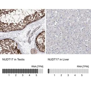 Merck Anti-NUDT17 antibody produced in rabbit