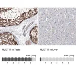 Merck Anti-NUDT17 antibody produced in rabbit