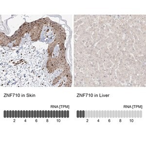 Merck Anti-ZNF710 antibody produced in rabbit