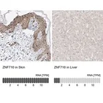 Merck Anti-ZNF710 antibody produced in rabbit