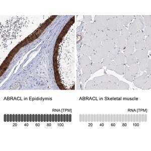 Merck Anti-ABRACL antibody produced in rabbit