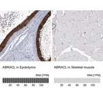 Merck Anti-ABRACL antibody produced in rabbit