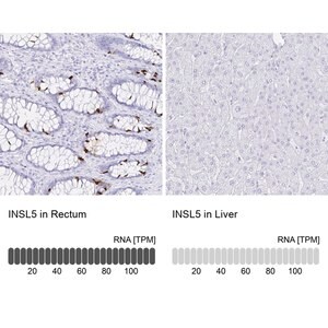 Merck Anti-INSL5 antibody produced in rabbit
