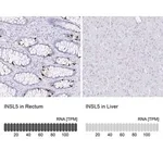 Merck Anti-INSL5 antibody produced in rabbit