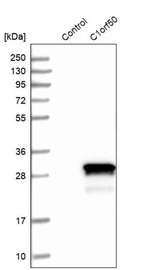 Merck Anti-C1orf50 antibody produced in rabbit