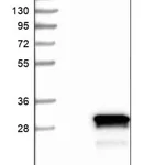 Merck Anti-C1orf50 antibody produced in rabbit
