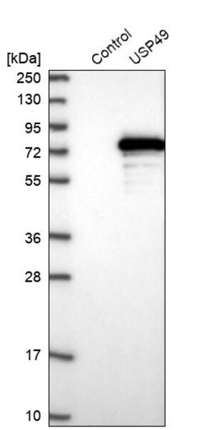 Merck Anti-USP49 antibody produced in rabbit