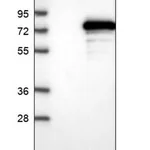 Merck Anti-USP49 antibody produced in rabbit