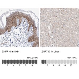 Merck Anti-ZNF710 antibody produced in rabbit