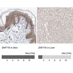 Merck Anti-ZNF710 antibody produced in rabbit
