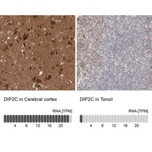 Merck Anti-DIP2C antibody produced in rabbit