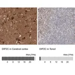 Merck Anti-DIP2C antibody produced in rabbit