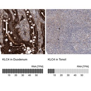 Merck Anti-KLC4 antibody produced in rabbit