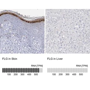 Merck Anti-FLG antibody produced in rabbit