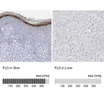 Merck Anti-FLG antibody produced in rabbit
