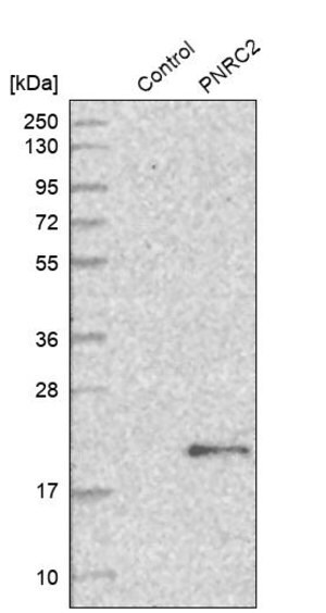 Merck Anti-PNRC2 antibody produced in rabbit