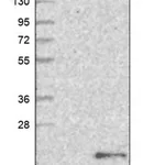 Merck Anti-PNRC2 antibody produced in rabbit