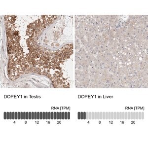 Merck Anti-DOPEY1 antibody produced in rabbit