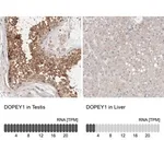 Merck Anti-DOPEY1 antibody produced in rabbit