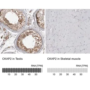 Merck Anti-CKAP2 antibody produced in rabbit