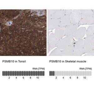 Merck Anti-PSMB10 antibody produced in rabbit