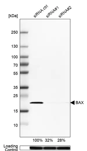 Merck Anti-BAX antibody produced in rabbit