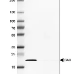 Merck Anti-BAX antibody produced in rabbit