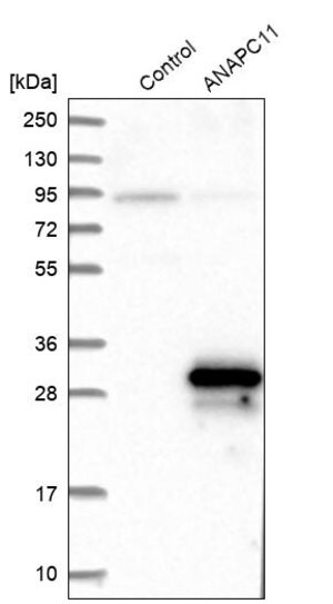 Merck Anti-ANAPC11 antibody produced in rabbit