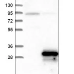 Merck Anti-ANAPC11 antibody produced in rabbit