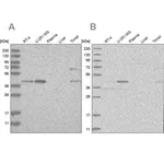 Merck Anti-RTCA antibody produced in rabbit