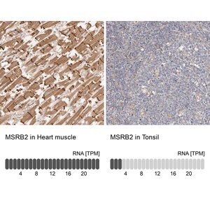 Merck Anti-MSRB2 antibody produced in rabbit