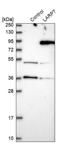 Merck Anti-LARP7 antibody produced in rabbit